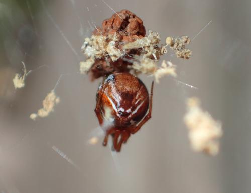 Réf. 323 987 : Parasteatoda lunata